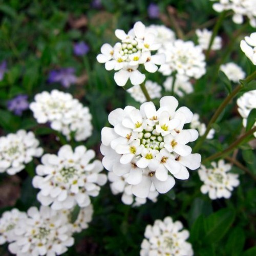 Iberis amara - Mõru ibeeris 
